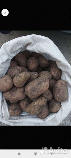 Картофель выращен без химии в деревне на огороде