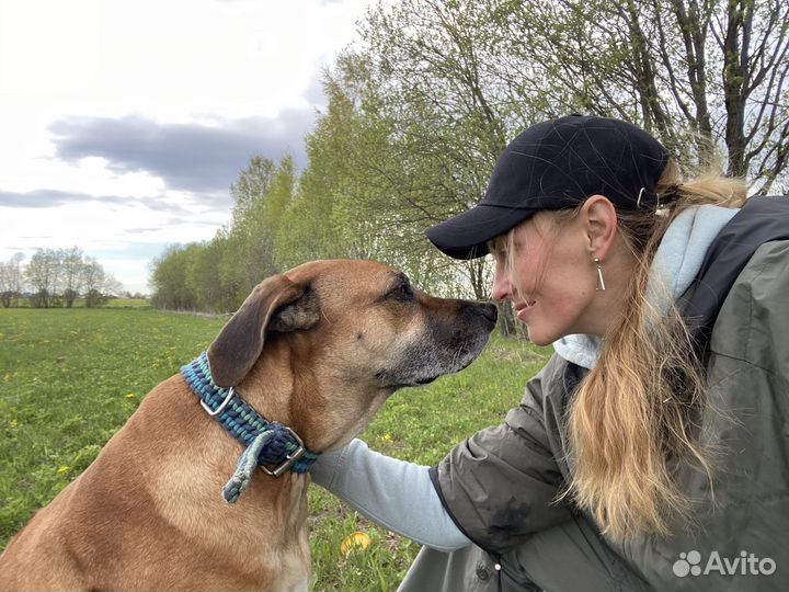 Передержка животных на время отпуска