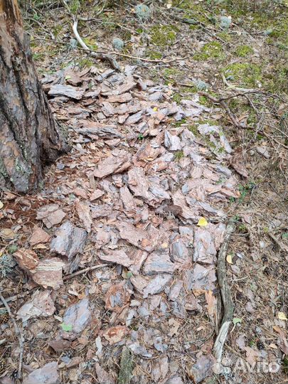 Кора сосны мульча