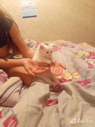 В дар, котёнок девочка, будет небольшая