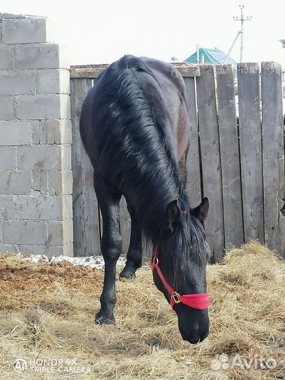 Карачаевские лошади Башкортостан