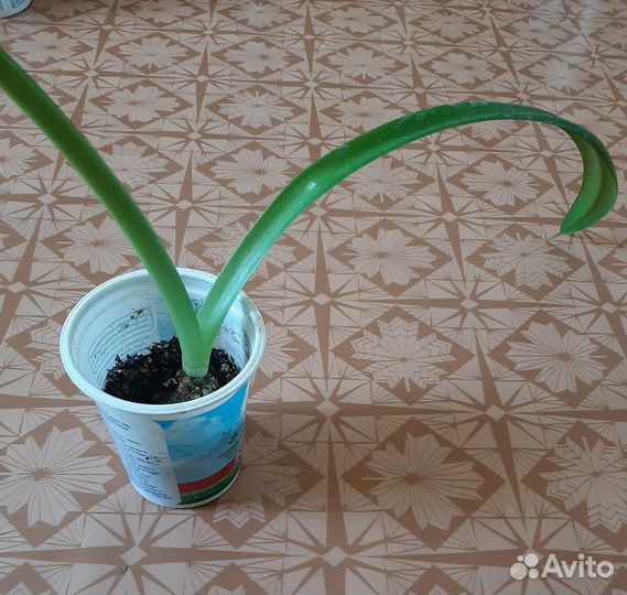 Гиппеаструм