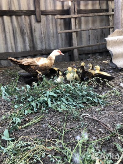 Мускусные утки