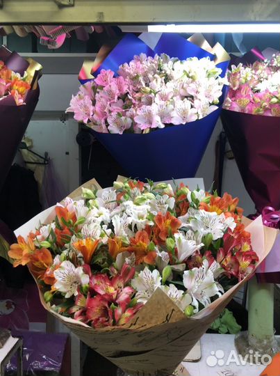 Цветок Альстермерия, Перуанская Лилия