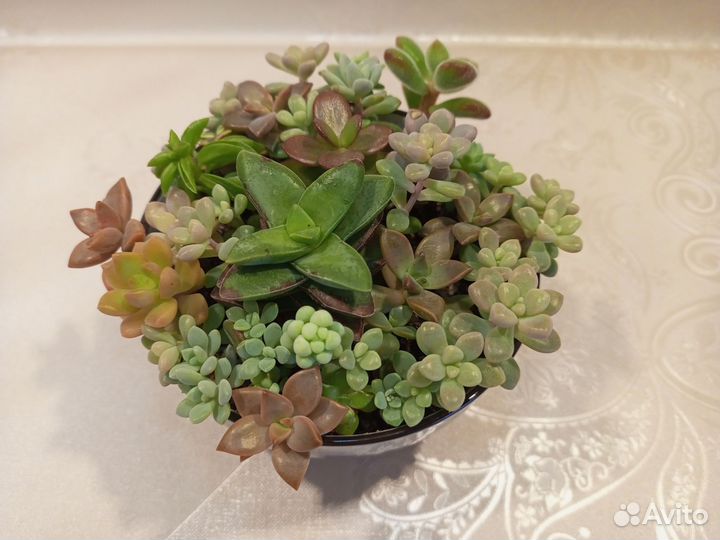 Композиция из суккулентов