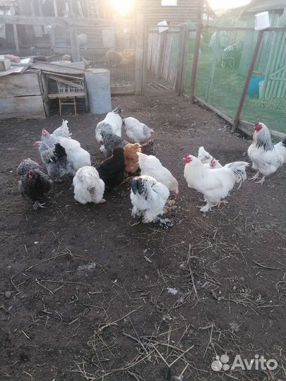 Яйца на инкубацию