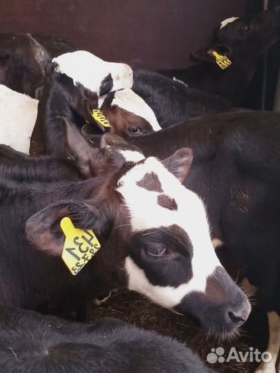 Бычки и телята