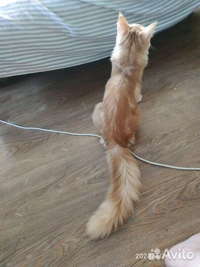 Котята мейн-кун