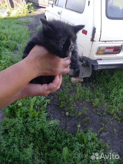 Кошки в добрые руки бесплатно