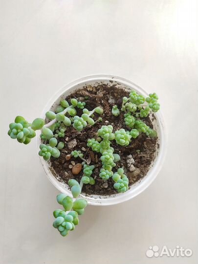 Суккуленты (разные)