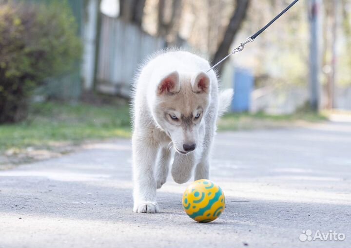 Породные щенки Сибирский хаски