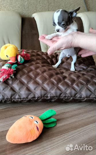 Девочки чихуахуа мини