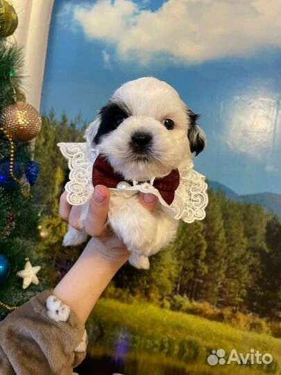 Щенки щитцу