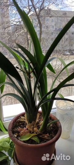 Цветы: фиалка финиковая пальма, лимон