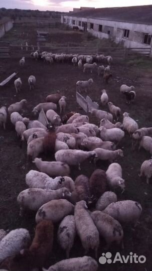 Овцы бараны матки ягнята