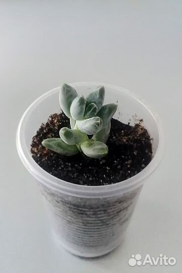 Пахифитум вердермана. Pachyphytum. Суккулент