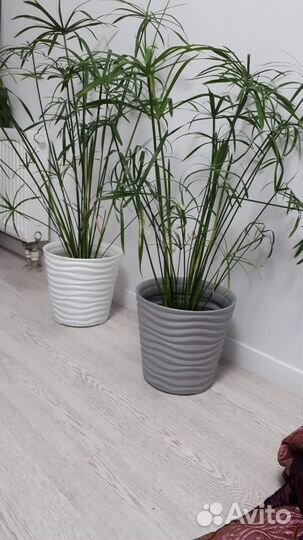 Циперус растение цветок