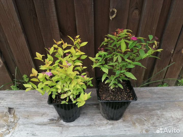 Саженцы спиреи, барбариса