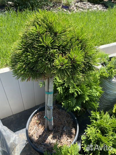 Сосна белокорая Шмидти штамб