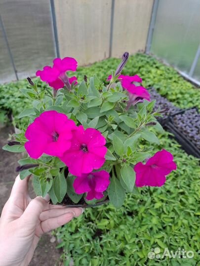 Рассада петунии