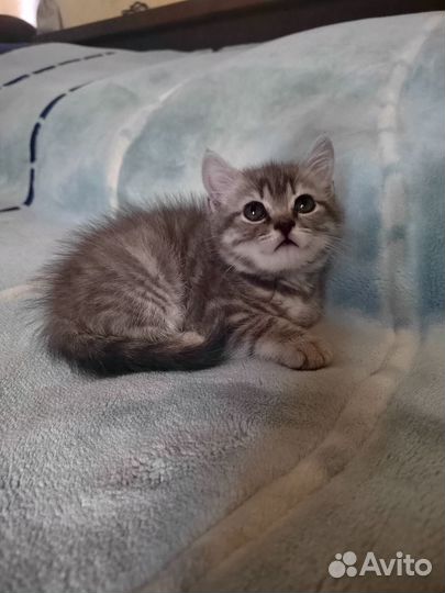 Британская кошка, 1,5 месяца