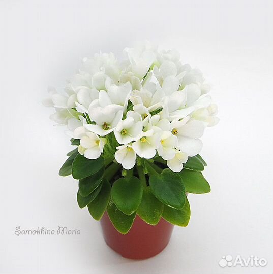 Мини фиалка