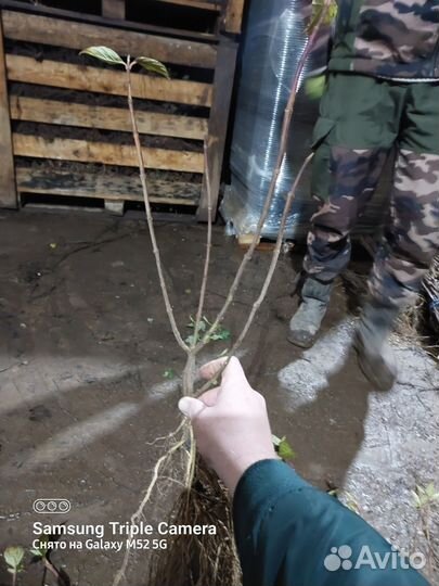 Саженцы гортензии,лапчатки,дёрен, спиреи окс оптом