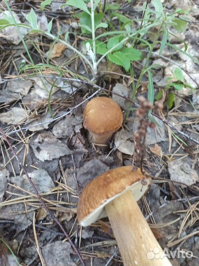 Белые грибы, рыжики, опята,ежевика лесная,шиповник