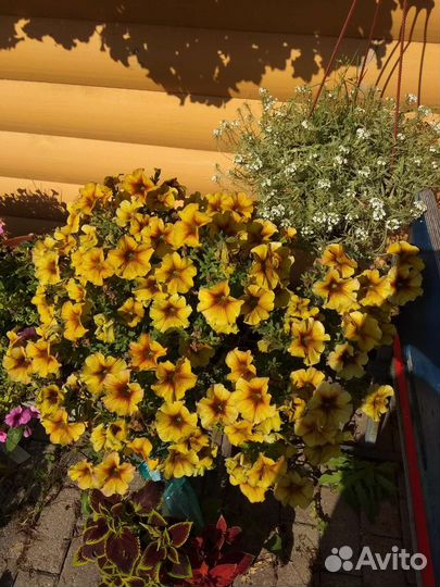 Петуния вегетативная