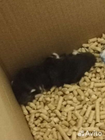 Джунгарский хомяк бесплатно