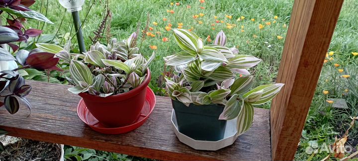 Традесканция