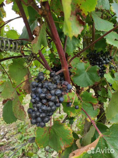 Гид экскурсовод