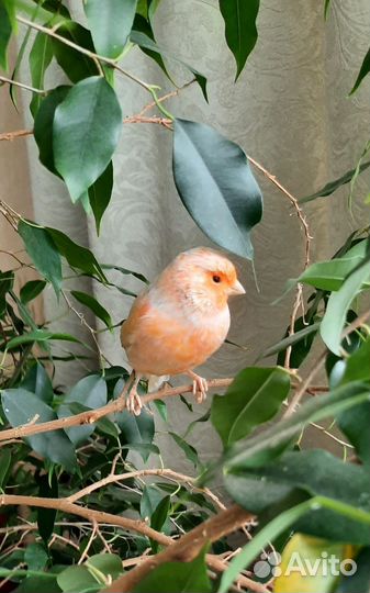 Кенар самец