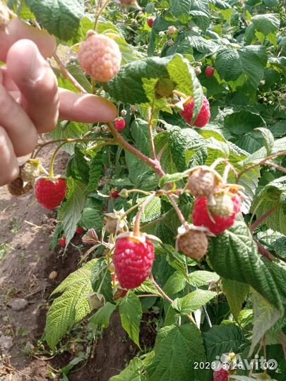 Малина ягоды