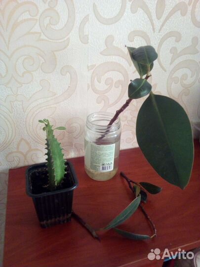 Молочай.ростки Фикуса 3 шт