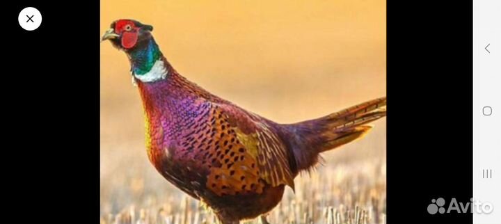 Фазаны инкубационное яйцо серебряные охотничьи