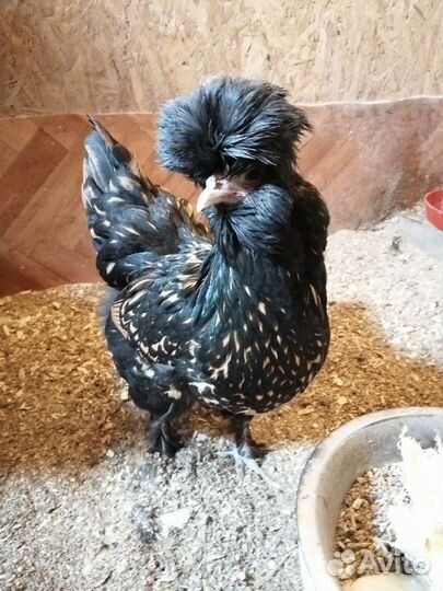 Инкубационное яйцо Павловского золота