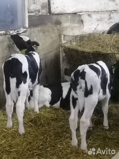 Бычки и Телочки подрощенные