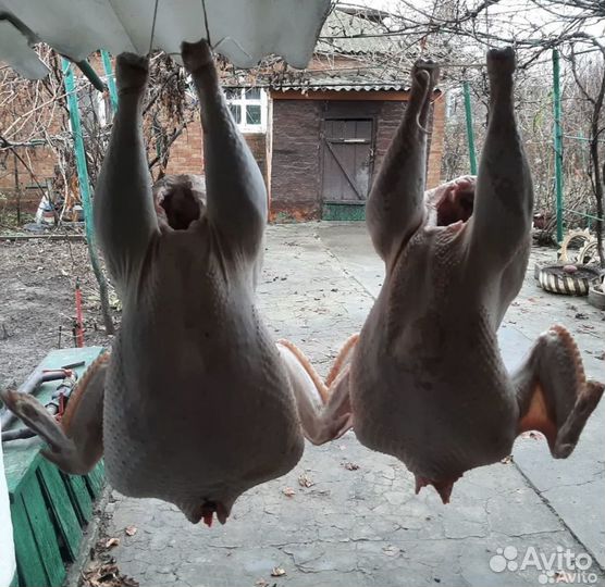 Копченое и свежее мясо птицы