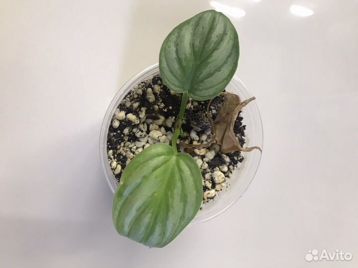 Филодендрон Мамей