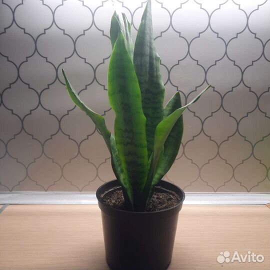 Калатея, фикус Бенжамина,Толстянка,монстера Манки