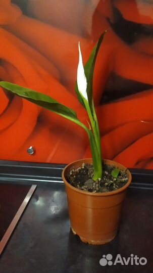 Спатиффилум