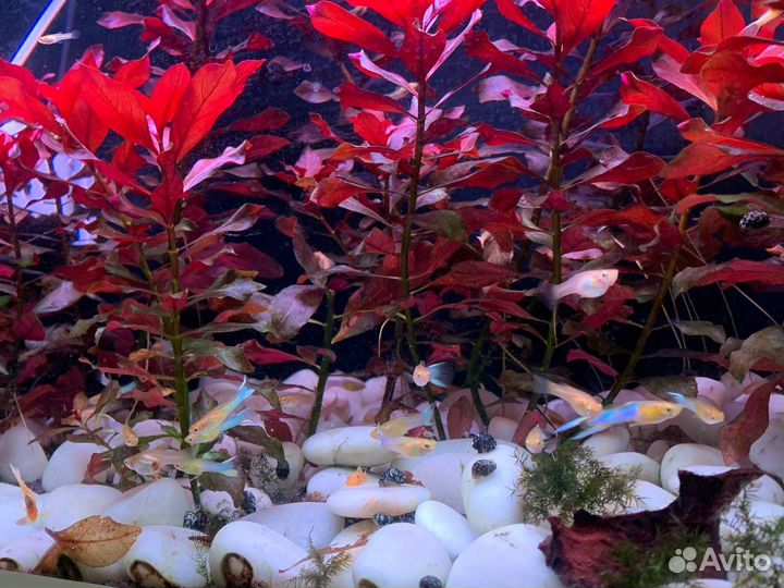 Рыбки Гуппи эндлера голубое золото, анциструсы