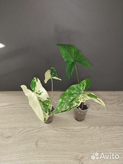 Сингониумы