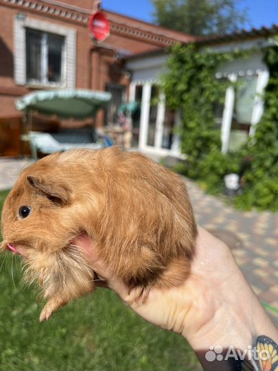 Малышки шелти