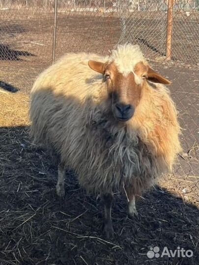 Курдючные овцы