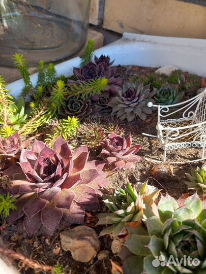 Суккуленты