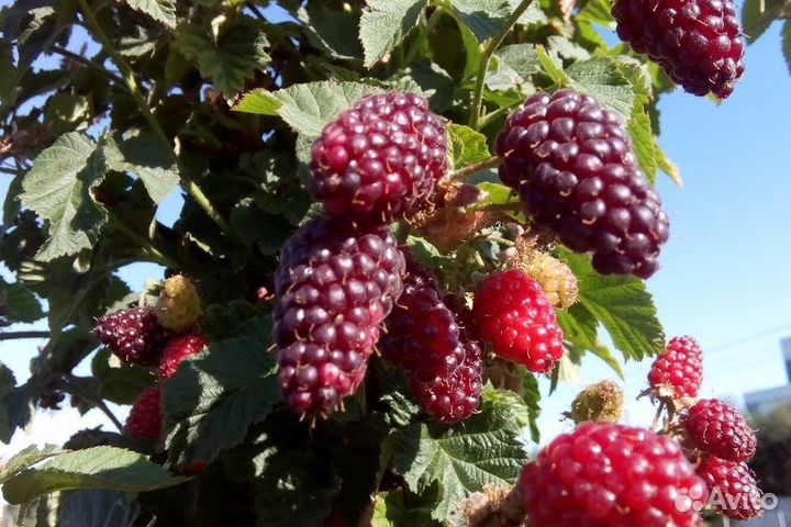 Ежевика. Саженцы с зкс