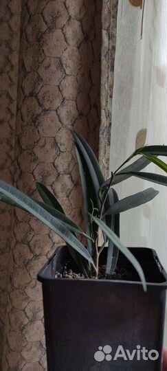 Али- фикус. Корделина