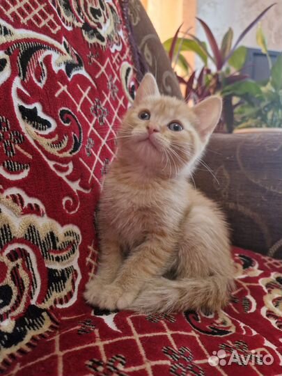 Котята в добрые руки бесплатно